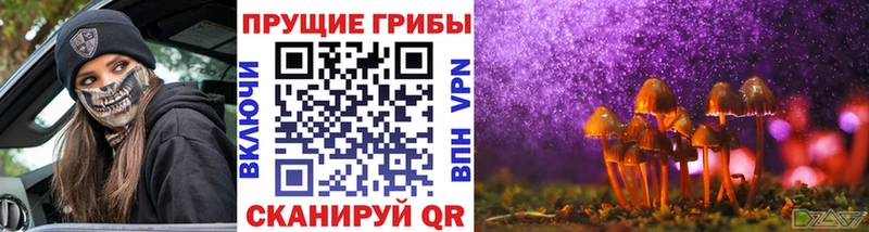 как найти закладки Хасавюрт Галлюциногенные грибы Psilocybine cubensis